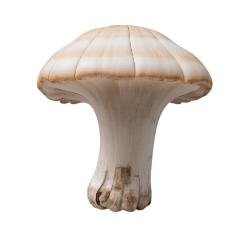 Oyster mushroom