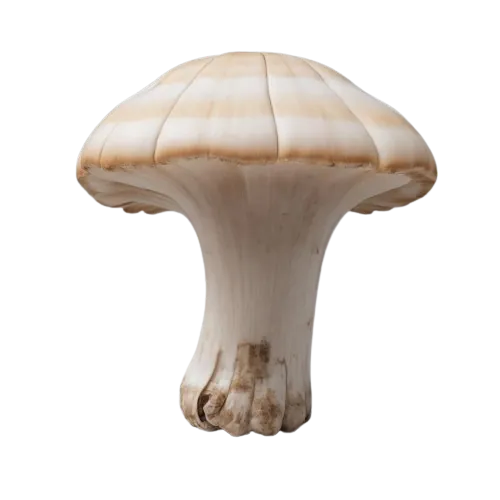Oyster mushroom