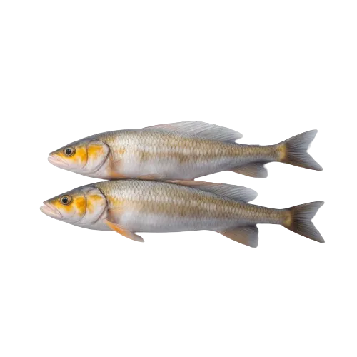 Pacific cod fish