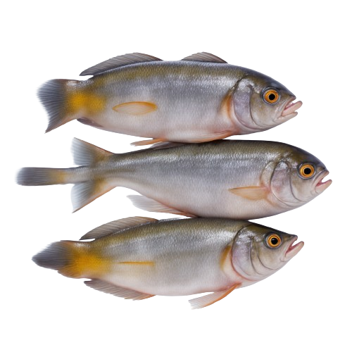 Pacific Herring fish
