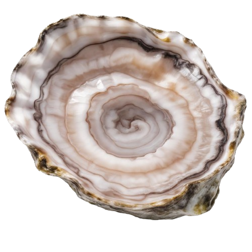 Pacific oyster