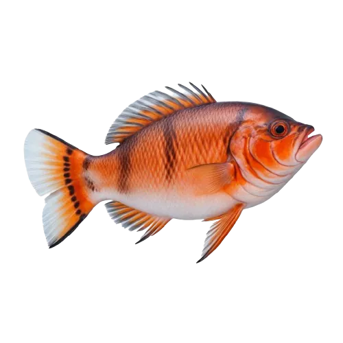 Pacific rockfish 