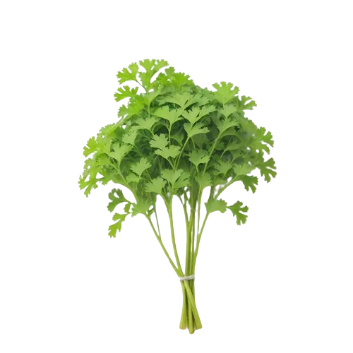 Parsley