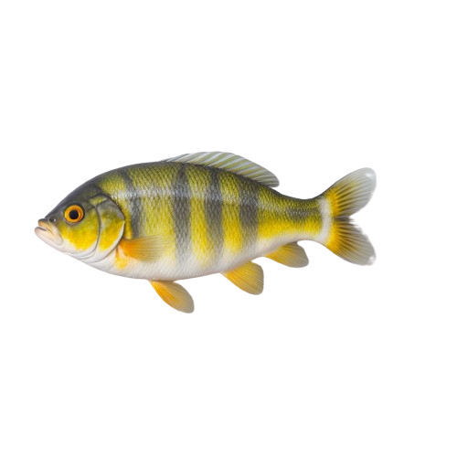 Perch fish