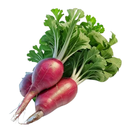 Pickled radishes