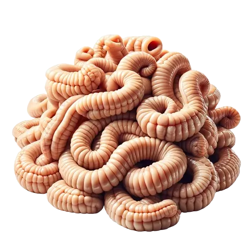 Pork chitterlings