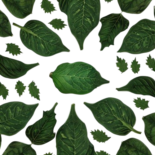 Pumpkin leaves