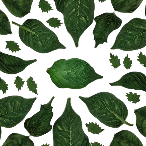 Pumpkin leaves