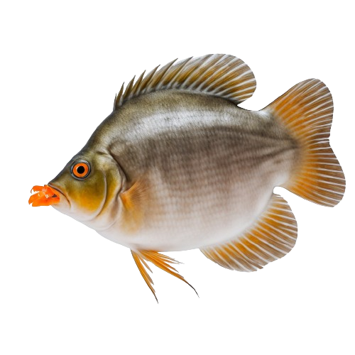 Pumpkin seed sunfish