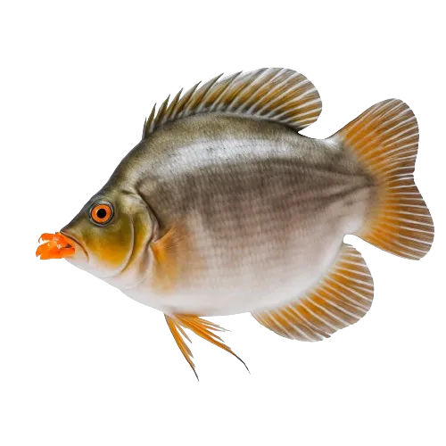 Pumpkin seed sunfish