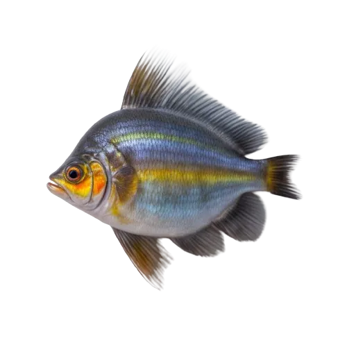 Rainbow smelt fish