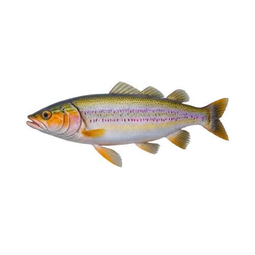 Rainbow trout fish
