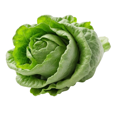 Red Leaf Lettuce