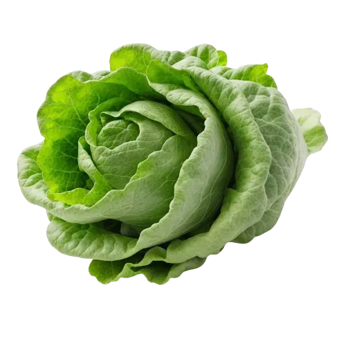 Red Leaf Lettuce