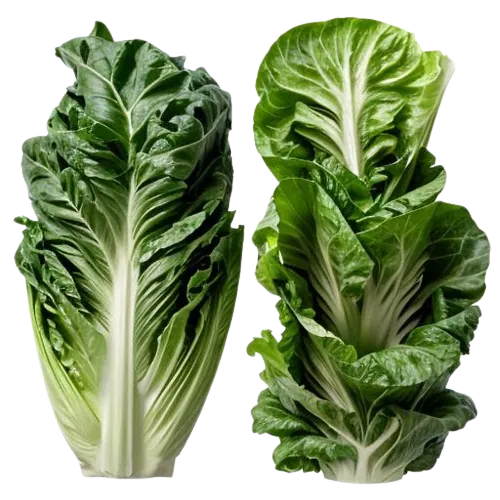 Romaine lettuce