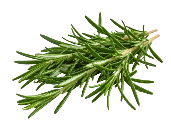 Rosemary