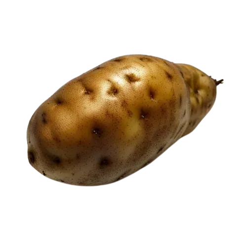 Russet potato