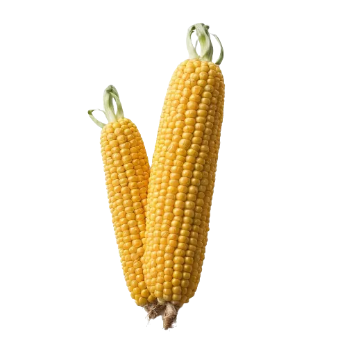 Scalloped corn