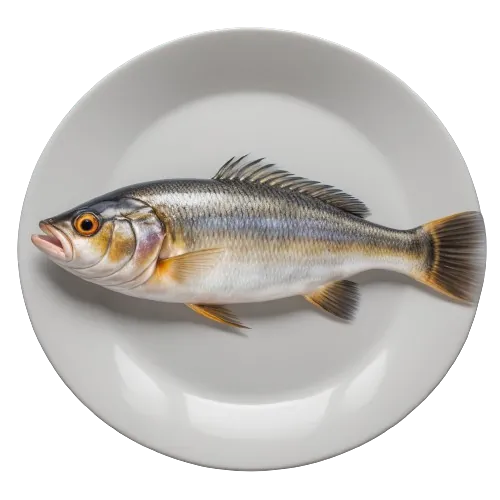 Sea bass fish