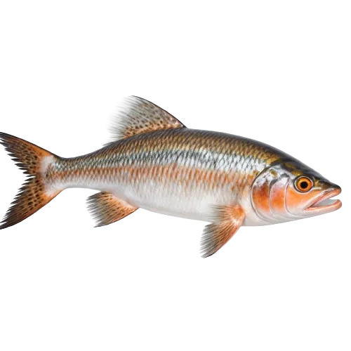 Seatrout fish