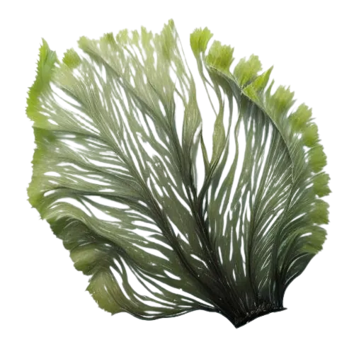 Seaweed