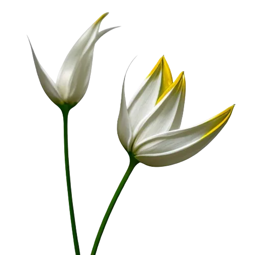 Sesbania flower