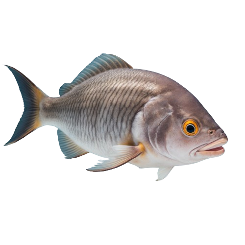 Sheepshead fish