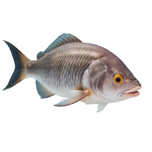 Sheepshead fish