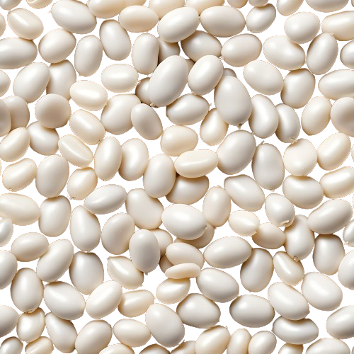 Small White Beans