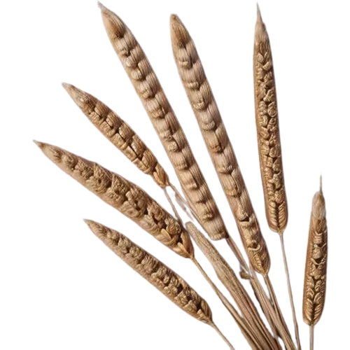 Spelt