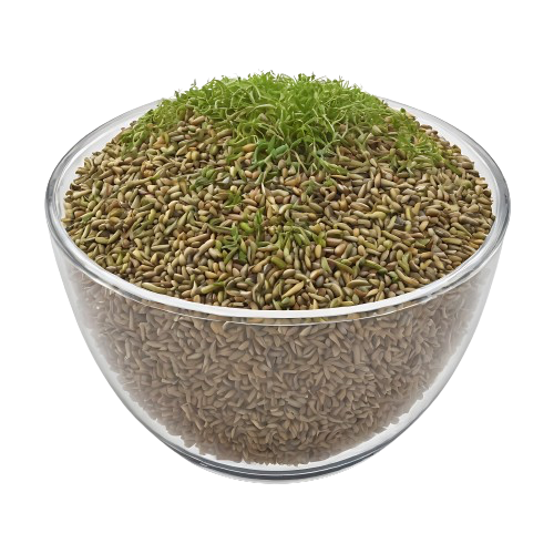 Sprouted Alfalfa Seeds