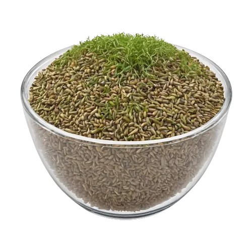 Sprouted Alfalfa Seeds