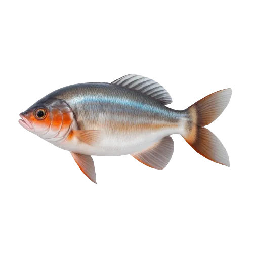 Stablefish