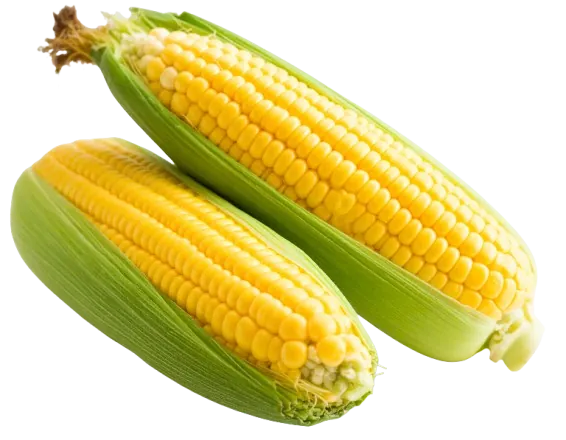 Sweet Corn