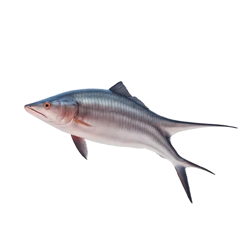 Swordfish