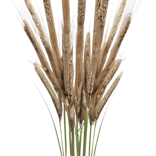 Triticale