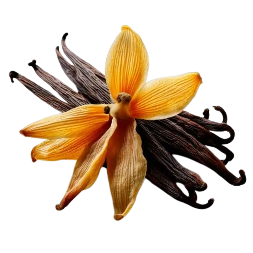 Vanilla