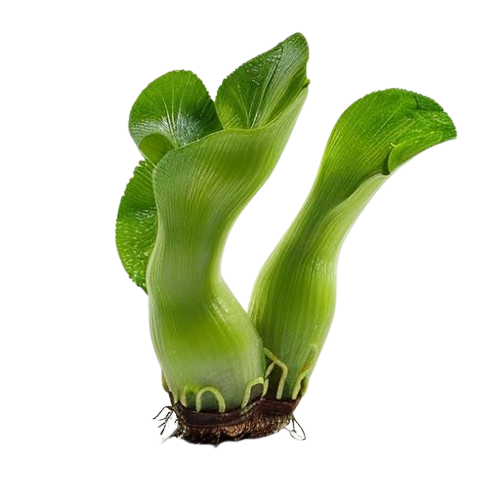 Wasabi rooat