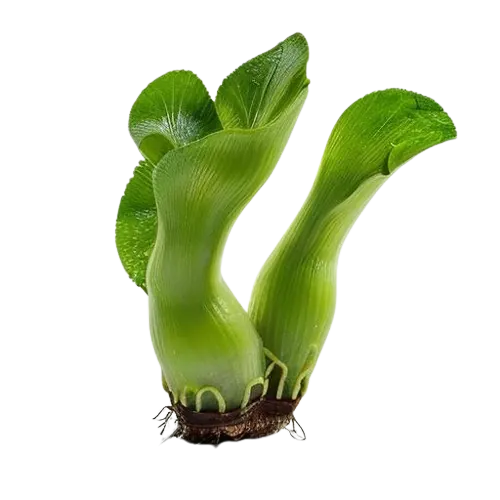 wasabi root