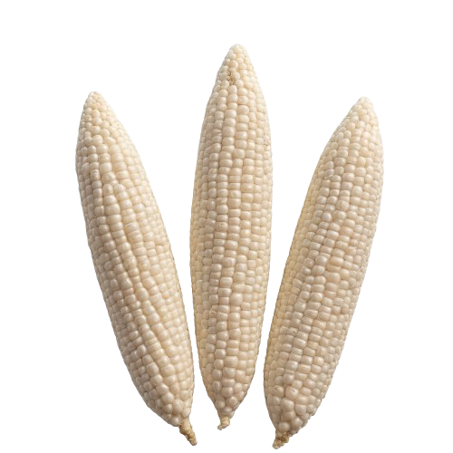 White frozen sweet corn