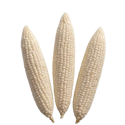 White frozen sweet corn