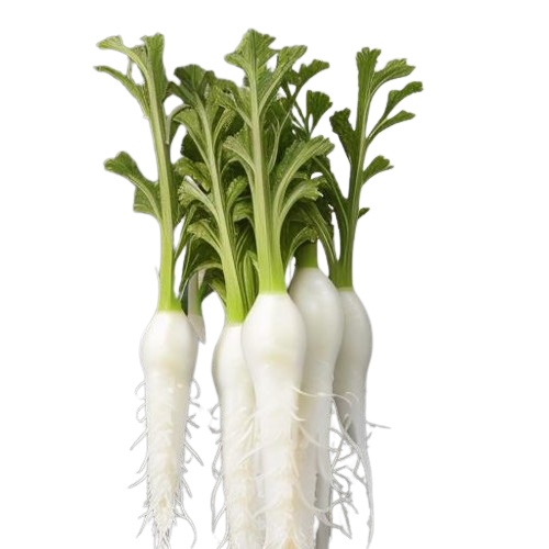 White icicle radish