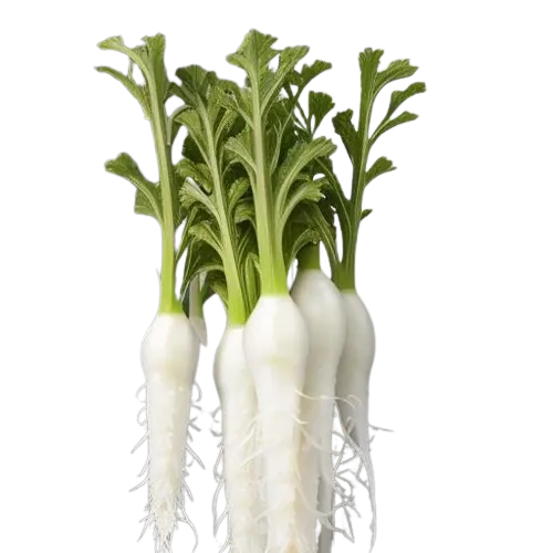 White icicle radish