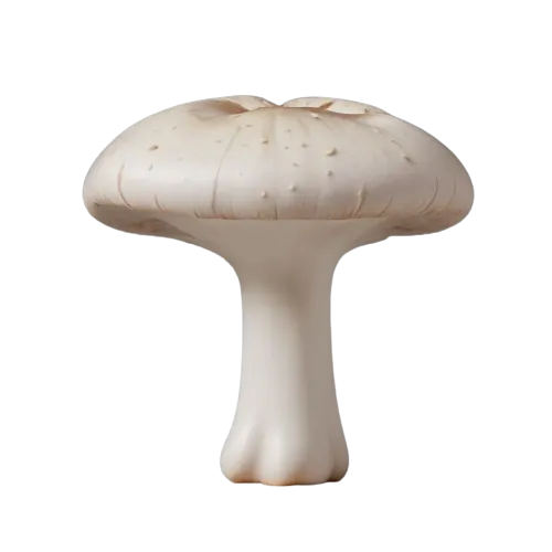 White mushroom