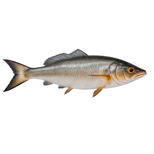 Wild catfish