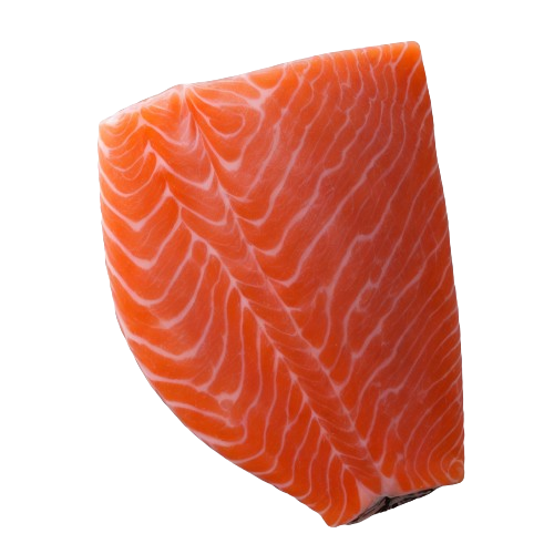 Wild coho salmon fish