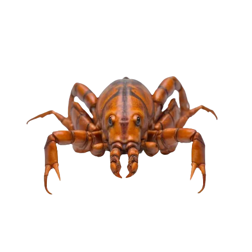 Wild crayfish